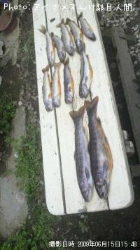 岩魚