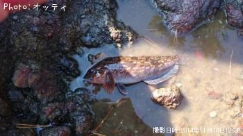 アイナメ