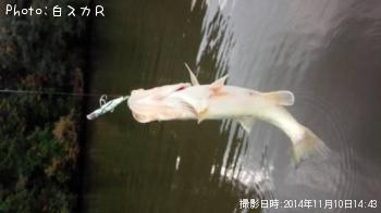 ラージマウスバス
