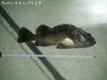 ソイ
