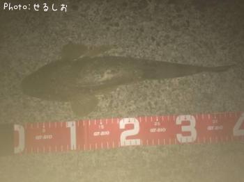 ★マゴチ★