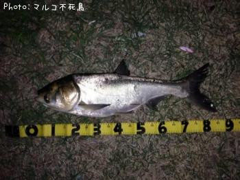 ハクレン