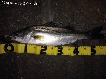 シーバス