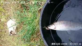 レインボートラウト