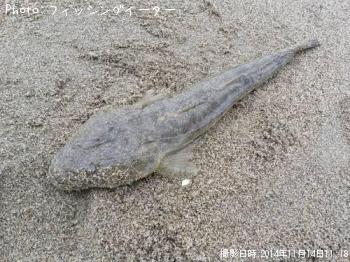 マゴチ