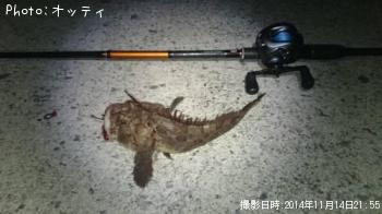カジカ