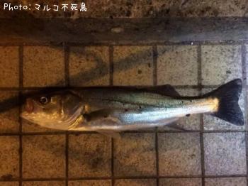 シーバス