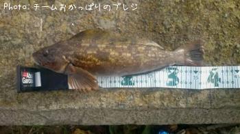 アイナメ