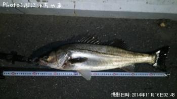 シーバス