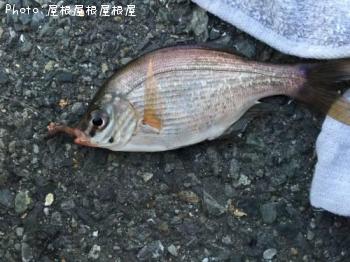 ウミタナゴ