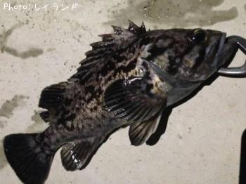 クロソイ