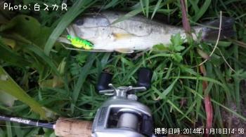ラージマウスバス