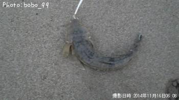マゴチ