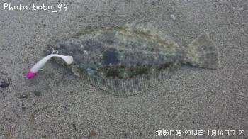 ヒラメ