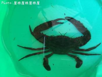 かに