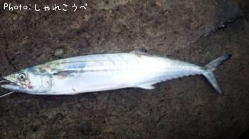 サゴシ