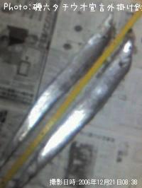 タチウオ