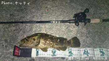 ベッコウソイ
