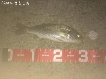 イシモチ