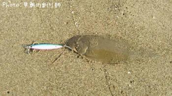 シタヒラメ
