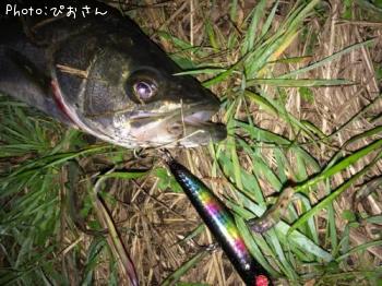 シーバス