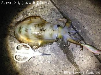 アオリイカ