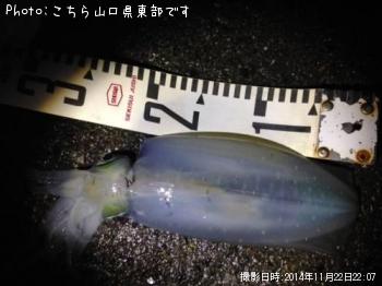 アオリイカ