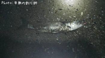 ボラ