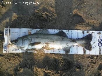 シーバス