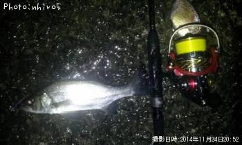 ヒラセイゴ