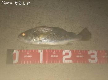 ☆イシモチ☆