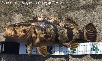 タケノコメバル