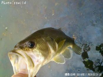 ブラックバス