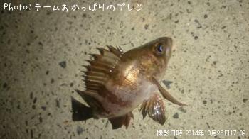 メバル