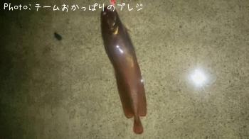 メバル