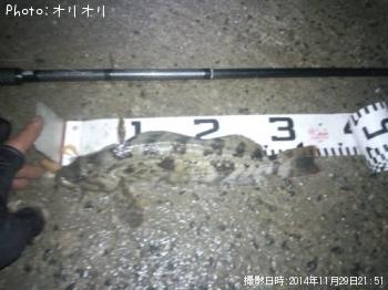 アイナメ