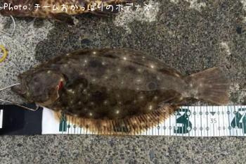 ヒラメ