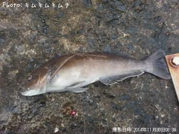 アイナメ