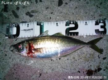 アジ