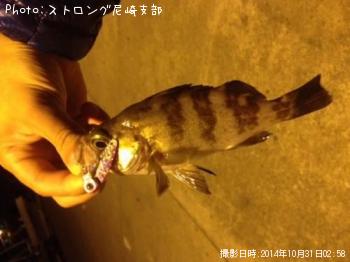 メバル