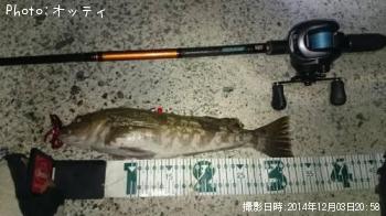アイナメ