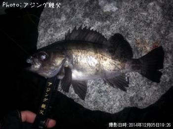メバル