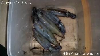 ヤリイカ