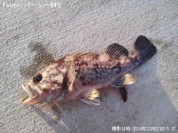 ソイ