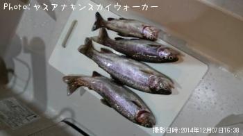 レインボートラウト
