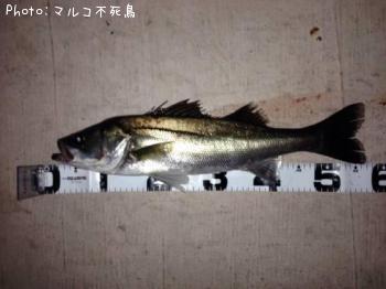 シーバス