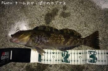 アイナメ
