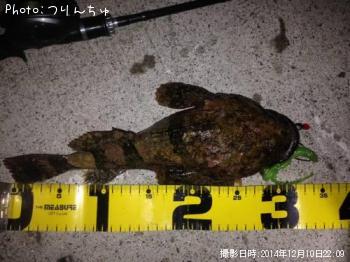 カジカ