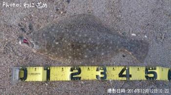 ヒラメ