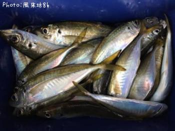 アジ